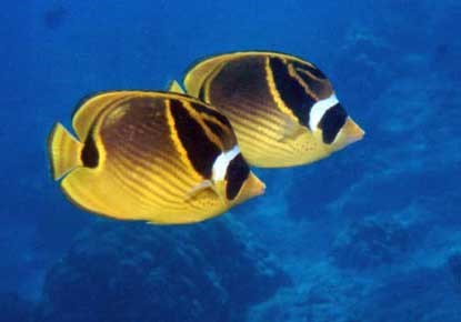 Chaetodon lunula, racoon butterflyfish