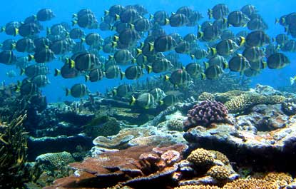 Coral Reef, Ofu Lagoon