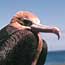 Frigatebird