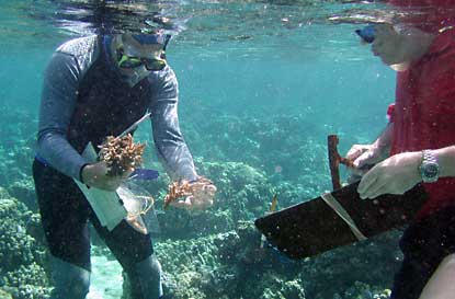 Scientist monitor reef at Ofu Lagoon.
