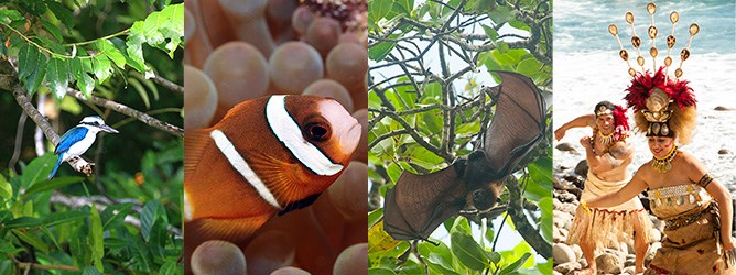 Photos showing of a White-collared Kingfisher, Clownfish, Fruit Bat, Taupo and Manaia