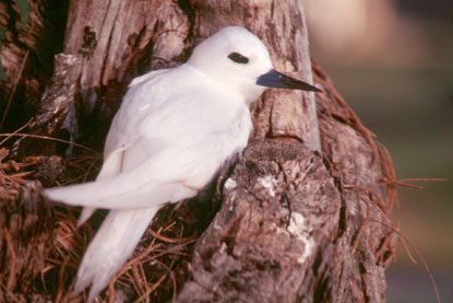 Fairy tern