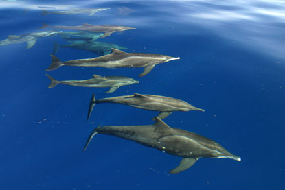 rough-toothed dolphin