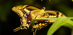 Photo of endangered Schaus swallowtail butterfly, by Rick Cech