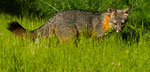 Photo of island fox by Tim Hauf