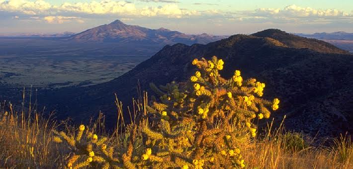 A cholla and view from Montezuma Pass