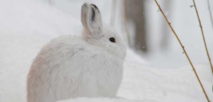 Photo of a snowshoe hare at Denali National Park and Preserve (photo by Jared Withers)