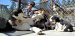 Photo of Jen Raffaeli, kennels manager, with mother dog Sultana and puppies - Prusik in front, NPS photo by Jayme Dittmar