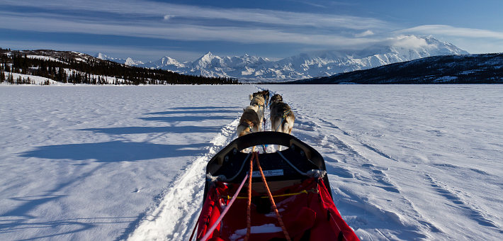 Sled Dogs at Denali National Park
