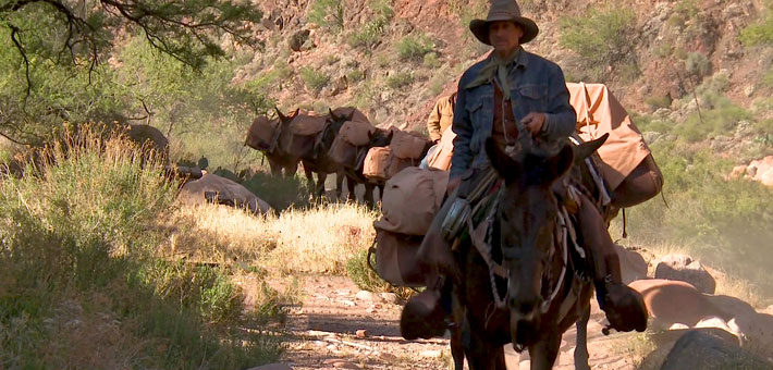 Photo of man leading a string of mules