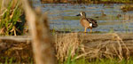 Photo of a blue-winged teal, courtesy of Robb Quinn