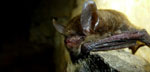 Photo of northern long-eared bat