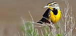 Photo of meadowlark on bush