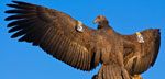 Photo of condor, NPS photo by Gavin Emmons