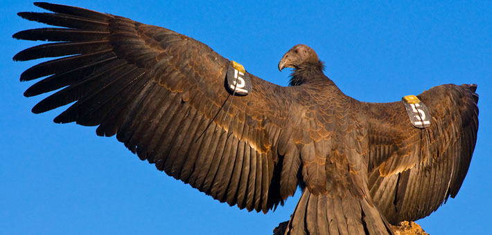 Photo of condor stretching its wings, NPS photo by Gavin Emmons