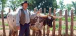 Photo of a Texas longhorn at Pipe Spring