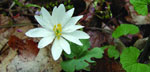Photo of a bloodroot flower at Shenandoah