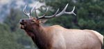Photo of a bull elk bugling (Photo by Donald Metzner)