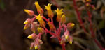 Photo of a succulent growing in Tonto National Monument’s Sonoran Desert (Photo by Peg & Rex Lavoie)