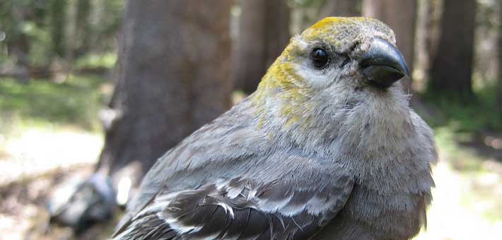 Photo of a pine grosbeak in Yosemite National Park