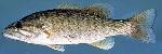 Smallmouth Bass