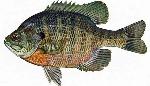 Bluegill