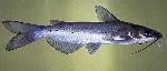 Catfish
