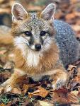 Grey Fox