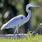 Gret Blue Heron