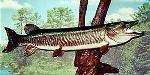 Muskie