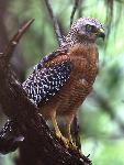 Red-shouldered Hawk