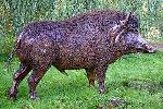 Wild Boar