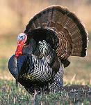 Wild Turkey