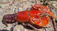 The land crayfish sits on a rock.