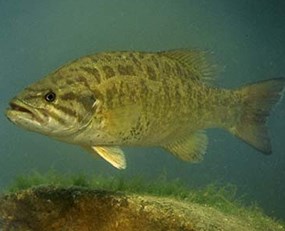 A smallmouth bass searches for food.