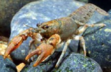 Orange-colored crayfish perched on a rock.