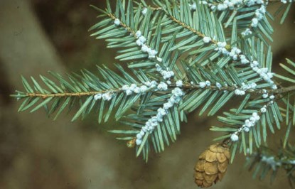 woolly adelgid on a hemlock tree branch