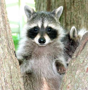 A raccoon peers through some tree branches.