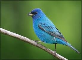teal blue bird on limb
