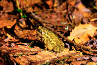 Toad sitting on a patch of leaves