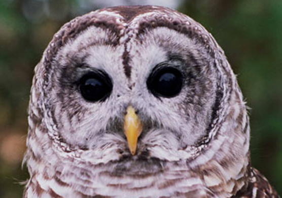Face of a Barred Owl.