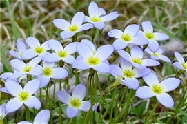 Light blue flowers with four petals