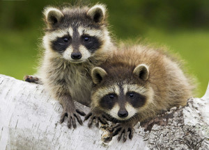 two raccoons standing on a branch