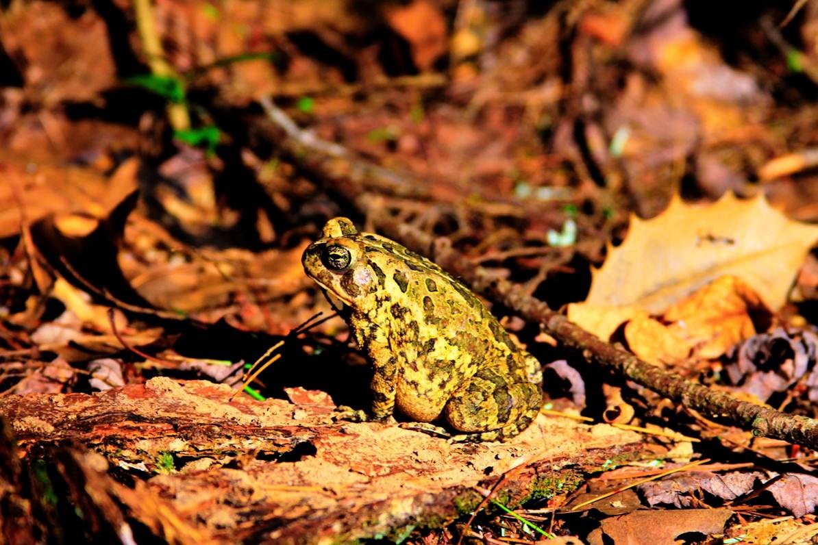 black and yellow toad sitting in leaves