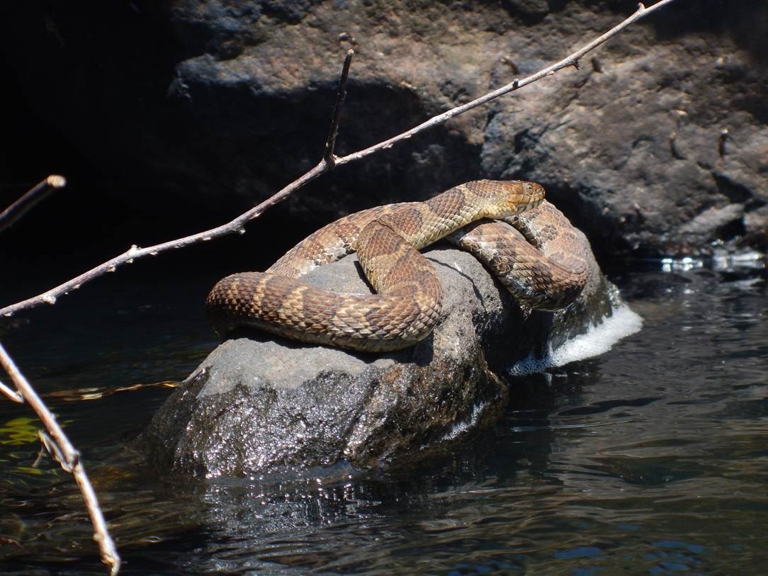 Snake curled up on a rock in river