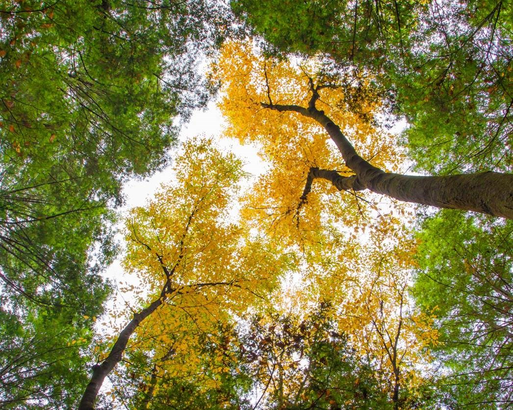 yellow and green tree canopy