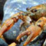 Crayfish closeup.