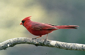 Cardinal