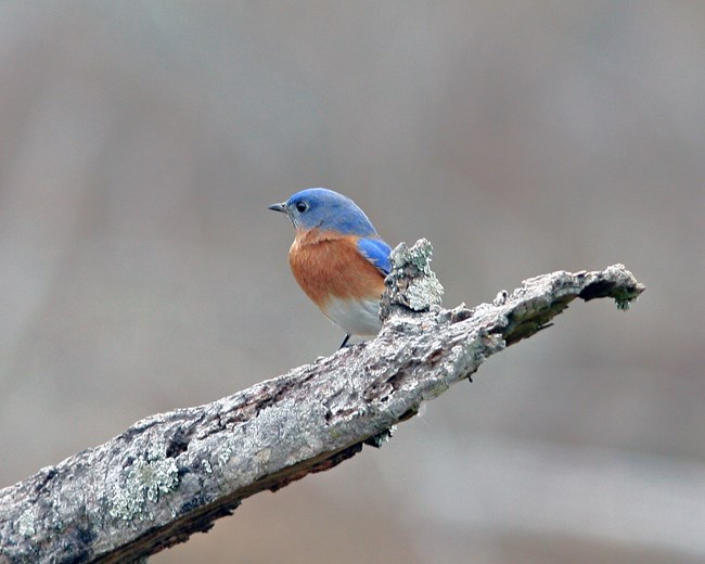An Eastern Bluebird perched on a stick.