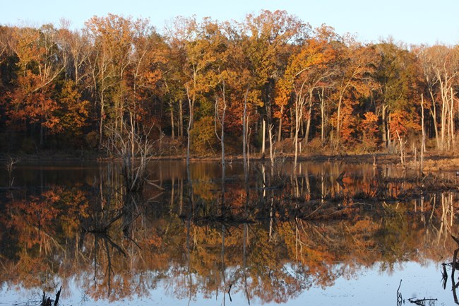 A view of Clay Pond, an important part of the park's wetlands ecosystem.